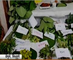 Sindhudurg | सिंधुदुर्गात 'माझा वेंगुर्ला उत्सव रानभाज्यांचा' खवय्ये आणि निसर्गप्रेमींसाठी पर्वणी