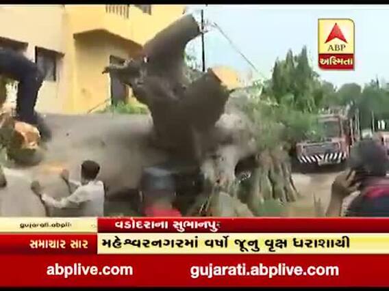 વડોદરાના સુભાનપુરા વિસ્તારમાં વૃક્ષ ધરાશાયી થતાં ચાર વાહનો દબાયા, જુઓ વીડિયો