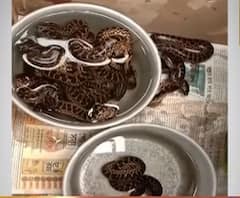 আলিপুর চিড়িয়াখানায় দু’জোড়া অ্যানাকোন্ডা জন্ম দিল ১১টি শাবকের