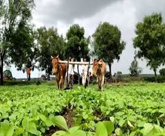 शेती जगत | शेती क्षेत्रातील घडामोडींचा वेगवान आढावा | 26 जुलै 2020