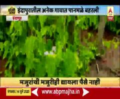 Sheti Jagat | शेती जगत : इंदापुरातील अनेक गावात पानमळे बहरली; पानाला मागणी नसल्याने शेतकरी हतबल
