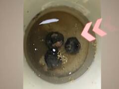 Vikas Dubey की गुंडई का नया वीडियो, पुश्तैनी घर से बम मिले