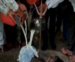 Rural News | नाशिकच्या चिंचखेड गावात दुधाचा अभिषेक, दूध दरवाढीसाठी आंदोलन | माझं गाव माझा जिल्हा 