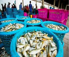 ভাটপাড়ায় ফের ‘শ্যুটআউট’, অশোকনগর জেএনপি কলেজে ‘ভূতের ভয়’, সঙ্গে আরও খবর