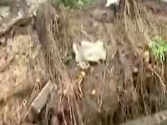 સુરતના ઉમરા પાર્ટી પ્લોટ પાસે તોતિંગ વૃક્ષ ધરાશાયી, જુઓ વીડિયો