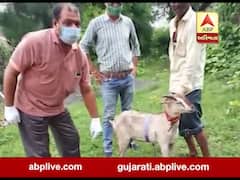 સુરત: ઓલપાડના કિમામલી ગામે બકરી પર દિપડાનો હુમલો 