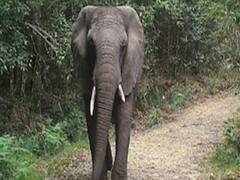 मंदिर की सीड़िया चढ़ा हाथी, देखिए- जंगल और शहर के रिश्तों की कहानी