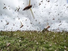 Lucknow faces the attack of locust horde
