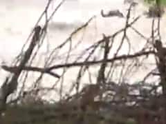 રાજકોટઃ પડધરીમાં પાણીના પ્રવાહમાં 40 જેટલા પશુ તણાયા, જુઓ વીડિયો