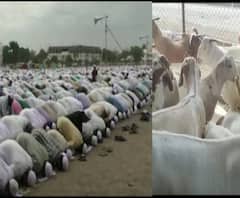 Bakra Eid 2020 | बकरी ईद निमित्त कुर्बानीसाठी मौलवी-मौलानांचा 'हा' मोठा सल्ला