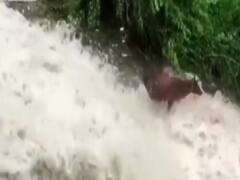 उत्तराखंड: रानीखेत में झरने के तेज बहाव में फंसी गाय,रेस्क्यू ऑपरेशन कर बचाया गया
