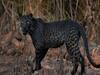 क्या है Viral Black Panther की तस्वीरों की पूरी कहानी..? 2.5 घंटे इंतज़ार करना पड़ा Photographer को