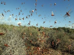 Are locusts putting millions at the risk of starvation?