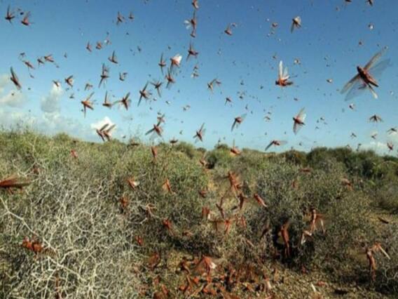 Are locusts putting millions at the risk of starvation?