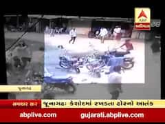 જૂનાગઢઃ કેશોદના આંબાવાડી વિસ્તારમાં રખડતા ઢોરે યુવક પર કર્યો હુમલો, જુઓ CCTV