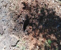 Naxal Attack | नक्षलवद्यांचा घातपाताचा मोठा कट उधळला, दहा किलो वजनाचा भुसुरुंग गडचिरोली पोलिसांकडून निकामी