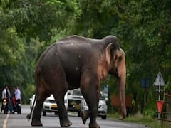 Herd of elephants causes traffic jam in Uttar Pradesh