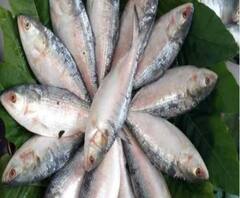 বাঙালির পাতে আশার 'রুপোলি' আলো, দিঘায় এল ২ কুইন্টাল ইলিশ, দ্রুত পৌঁছে যাবে বাজারে