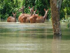 Assam Floods : Kaziranga National Park बाढ़ में डूबा, जानवर परेशान. Viral तस्वीरें आ रही है सामने 