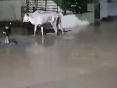 દાહોદ શહેરમાં બે કલાકમાં ત્રણ ઇંચ ધોધમાર વરસાદ, જુઓ વીડિયો