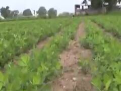 અરવલ્લી જિલ્લામાં નહીવત વરસાદના કારણે મગફળીના વાવેતરમાં કાળી ફૂગનો ઉપદ્રવ વધ્યો 