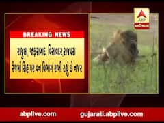 જૂનાગઢમાં એક સપ્તાહમાં બે સિંહોના મોતથી વન વિભાગ સતર્ક, જુઓ વીડિયો 
