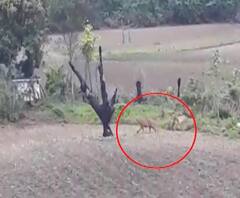 Tiger in Andharwadi Village | यवतमाळच्या अंधारवाडीजवळ वाघाचं दर्शन; गावकऱ्यांमध्ये दहशतीचं वातावरण