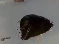 અમદાવાદમાં ખાડારાજઃ નવરંગપુરામાં પડ્યો ભુવો, જુઓ વીડિયો