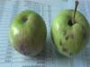 Himachal Pradesh: Apple scab will lead to costlier fruit
