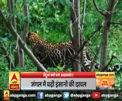 तेंदुआ क्यों बना आदमखोर?