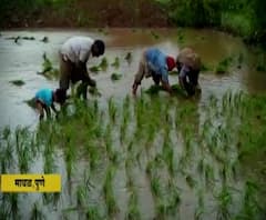 Maval Rice Farming |कोरोनामुळे शेतकऱ्यांची भात लावणी रखडली,यांत्रिकीकरणाची साधनं कमी प्रमाणात उपलब्ध