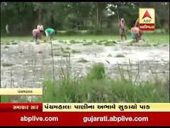 પંચમહાલ જિલ્લામાં પાણીના અભાવે સુકાયો પાક, જુુઓ વીડિયો