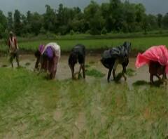 Palghar Farming | पावसामुळे बळीराजा सुखावला! पालघर जिल्ह्यात भात लावणीच्या कामांना वेग