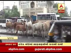 જૂનાગઢમાં રખડતા ઢોર- શ્વાનનો આતંક, ઢોર પકડવા નથી કરાતી કોઈ કાર્યવાહી, જુઓ વીડિયો 