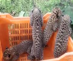 Rural News | अकोल्यात बिबट्याचे बछडे गोरेवाडा प्राणीसंग्रहालकडे हस्तांतरित | माझं गाव माझा जिल्हा