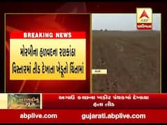 મોરબીના હળવદના રણકાંઠા વિસ્તારમાં તીડ દેખાતા ખેડૂતો ચિંતામાં, જુઓ વીડિયો