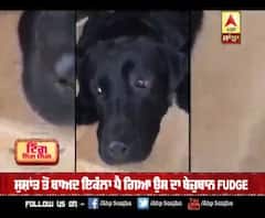 ਸੁਸ਼ਾਂਤ ਤੋਂ ਬਾਅਦ ਇਕੱਲਾ ਪੈ ਗਿਆ ਉਸ ਦਾ ਬੇਜ਼ੁਬਾਨ Fudge | Sushant's dog | Fudge