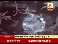 નવસારીના ચીખલી તાલુકામાં બલવાડા ગામે દીપડો દેખાતા ફફડાટ, જુઓ વીડિયો