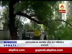 અમદાવાદ: જોધપુર વિસ્તારના આંગન પાર્ટી પ્લોટ પાસે વૃક્ષ ધરાશાઈ, જુઓ વીડિયો 