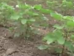 બોટાદ: વાવેતર કર્યા બાદ વરસાદ ખેંચાતા ખેડૂતો બન્યા ચિંતાતુર, જુઓ વીડિયો