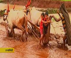 Konkan Traditional Farming | यांत्रितकीकरणाच्या युगातील पारंपरिक शेती, कोकणात अजूनही जुन्या अवजारांसह शेती
