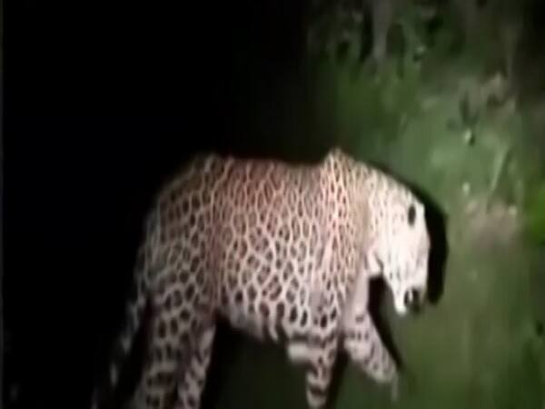When a leopard caused chaos in Indore | Viral Express ()