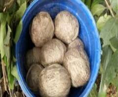 তৃণমূলের 'গোষ্ঠী সংঘর্ষে' উত্তপ্ত চাপড়া, পঞ্চায়েত সদস্যের বাড়িতে বোমাবাজি 