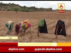 ભૂજ: કુનરિયામાં નેપિયર ઘાસનું વાવેતર, પશુઓને બારે માસ મળી રહેશે લીલુ ઘાસ, જુઓ વીડિયો 