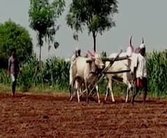 Special Report | बोगस बियाणं प्रकरणी महाबीज नमलं, शेतकऱ्यांना परतावा मिळणार