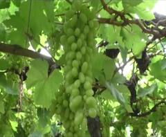 Grapes Insurance | अर्ली द्राक्ष पिकविमा योजनेचा विचार : दादा भुसे