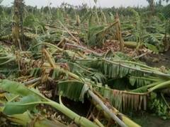 Bihar: Floods damage banana crops, farmers struggle 