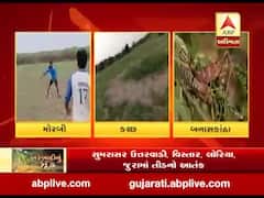 કચ્છમાં તીડના આતંકને પગલે ખેડૂતો ચિંતામાં મુકાયા, જુઓ વીડિયો 