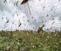  হেলিকপ্টার থেকে কীটনাশক, দেখুন পঙ্গপাল ঠেকাতে কী কী পদক্ষেপ?