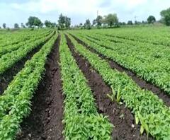 शेती जगत | शेती क्षेत्रातील घडामोडींचा वेगवान आढावा | गावागावात काय आहे शेतीची परिस्थिती? 10जुलै2020